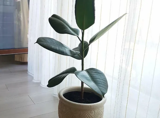 דירה Apartamentai 